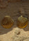 Gold shell-shaped earrings on sandy surface front view